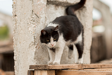 image_1